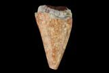 Fossil Phytosaur Tooth - New Mexico #133333-1